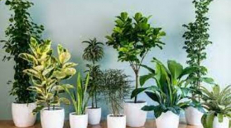 7 loại cây trồng dẹp hết xui rủi, kéo may mắn tới, kích hoạt tiền tài cuối năm giàu có