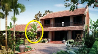 Tổ tiên dặn: 4 cây trồng trước nhà không lục đục cũng bại vong, trồng sau trấn giữ của cải, con cháu nên nhớ