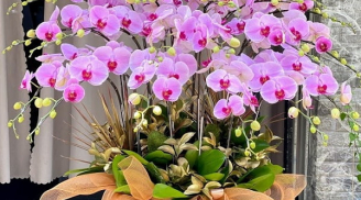 4 Loại cây cảnh nở hoa đúng dịp Tết gọi phước lộc, phú quý vào nhà nên mua về trồng ngay