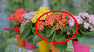 Thầy phong thủy nói: 5 cây cảnh 'an khang, thịnh vượng', muốn giàu nhất định phải có một cây trong nhà