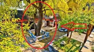Nhà giàu thích trồng 5 cây cảnh này ở sân nhà, dòng họ trăm năm giàu sang, hưng thịnh