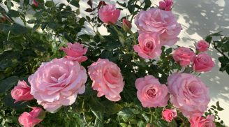 Hoa hồng toàn lá ít ra hoa: Làm 3 việc này để bông to như cái bát, nở bung rực rỡ quanh năm