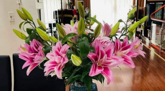 5 loại hoa tuy đẹp nhưng không may mắn để trong nhà khác gì 'mời gọi' vận xui: Số 2 nhiều nhà yêu thích