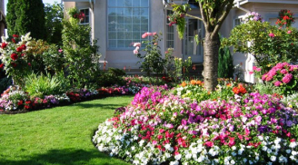 5 loại hoa tốt cho sức khỏe nên trồng ngay trong sân nhà