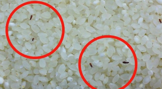 Gạo để lâu hay bị mối mọt, nấu cơm không ngon: Cho thêm thứ này vào thùng gạo để cả năm cũng không hỏng