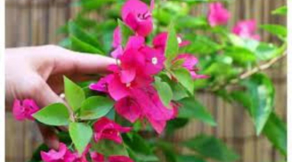 Trồng hoa giấy đừng tưới nước nhiều, chỉ cần xịt loại nước này mỗi tuần 1 lần, hoa nở rộ lá tươi quanh năm