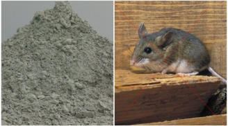 Trộn xi măng vào cơm nguội: Mẹo hay giúp đuổi chuột không tốn kém lại hiệu quả