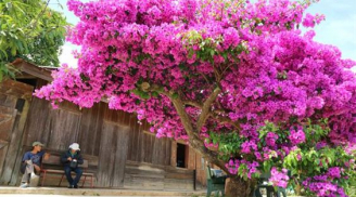 Hoa giấy rất ưa loại nước này: Hòa vài thìa vào nước lạnh rồi tưới, cây không vàng lá, hoa nở đẹp quanh năm