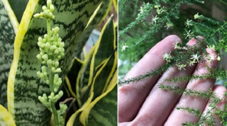 3 loại cây cảnh bỗng dưng nở hoa là điềm lành, tài lộc sắp ùa đến nhà