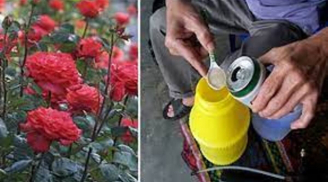 Cây cảnh vàng lá, ít hoa chỉ cần tưới 'thần dược' này, hoa nở rộ, lá tốt bời bời