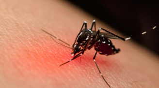 Mẹo đuổi muỗi đơn giản, an toàn: Không cần tốn sức muỗi cũng tự động bay đi hết