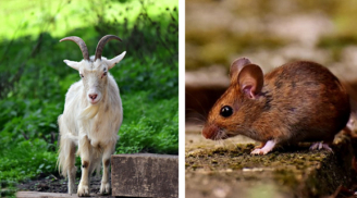 Quý Mão 2023: Tuổi nào hợp 'một bước lên mây', tuổi nào kỵ làm gì cũng hỏng, nghèo mạt kiếp?