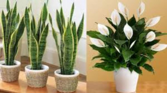 5 cây cảnh hút tiền, năm 2023 trồng ngay trong nhà kích hoạt may mắn, giàu sang sung túc