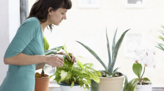 5 loại cây trồng trong nhà được chứng minh đem lại nhiều lợi ích cho sức khỏe