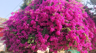 Hoa giấy vàng lá ủ dột: Hòa 1 thìa gia vị này vào nước tưới cây, hoa tuôn như suối rực rỡ quanh năm