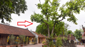 5 loại cây trồng trong dương trạch không nghèo khó cũng bại vong: Gia chủ chẳng thể ngóc đầu lên được, là cây gì