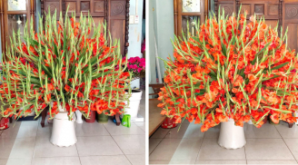 Người bán chỉ cách chọn hoa lay ơn đẹp, tươi lâu, không sợ mua nhầm hoa để lạnh