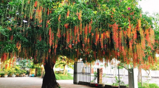 6 cây 'Báu Vật' cứ trồng trước cửa nhà thì Tài Lộc rầm rộ kéo đến không chiêu của báu cũng chiêu tiền bạc