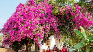 Hoa giấy chỉ có lá, không ra hoa: Hòa vài thìa này vào nước rồi đổ xuống gốc, hoa nở cả năm không ngừng