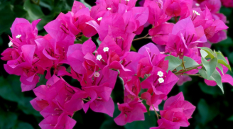 Hoa giấy thích nhất loại nước này: Hòa vài thìa vào nước lạnh rồi tưới cho cây đảm bảo hoa nở quanh năm