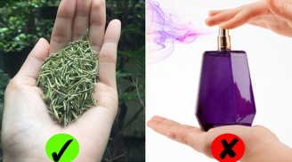 4 loại lá càng dùng cơ thể càng thơm ngát: Cần gì nước hoa vẫn diệt mùi hiệu quả