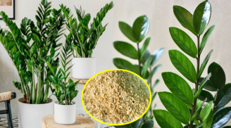 Cây kim tiền thích 'ăn' 3 món này, bỏ vào gốc là lá xanh mướt, lộc non tua tủa gọi lộc về nhà