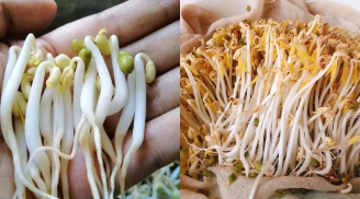 Mua giá đỗ chọn loại ngắn hay dài: Người trồng chỉ điểm mấu chốt, biết ngay đâu là giá sạch