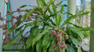 5 loại cây cực hiếm ra hoa, mỗi khi ra hoa chính là 'điềm báo'