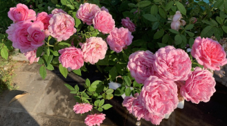 Hoa hồng 'mê' nhất loại nước này: Mỗi tuần cho cây 'uống' 2 lần, hoa vừa to vừa nhiều, nở quanh năm