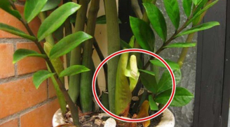 Cây kim tiền 'mê mệt' 3 món này: Cứ tưới vào gốc cuối năm hoa nở lộc lá về, tiền tiêu không xuể