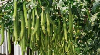 Trồng mướp chỉ toàn lá không thấy quả, dùng ngày chiêu này để quả sai trĩu trịt, phủ kín giàn