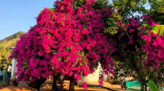 Hoa giấy mê nhất loại nước này, cứ 10 ngày tưới 1 lần là hoa nở ầm ầm, phủ kín cành cây