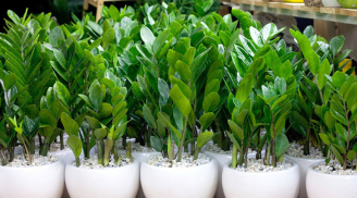 Cây kim tiền thích 'uống' thứ nước này, cứ tưới vào gốc là lá sáng bóng, to đẹp, chồi non lên ầm ầm