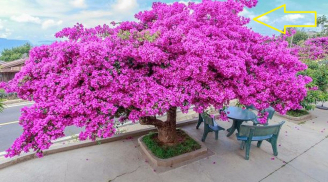 Hoa giấy say như điếu đổ loại nước này: Hòa vào nước tưới cho cây hoa nở bung lụa đẹp rực rỡ quanh năm