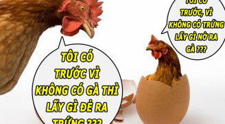 Quả trứng có trước hay con gà có trước: Đây chính là câu trả lời chính xác nhất
