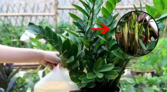 Cây kim tiền 'mê' nhất thứ nước này, cứ tưới vào là lá to sáng bóng, chồi non mọc ra tua tủa