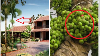 5 loài cây trồng trước nhà ly tan, lụi bại nghèo không ngóc lên được: Trồng sau nhà giữ của, giàu có 3 đời