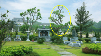 Người xưa dặn: Bên mộ trồng 5 cây này, con cháu được phù trợ, công thành danh toại, đời đời hưng thịnh
