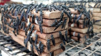Nghề lạ ở Việt Nam: Thu nhập tới 80 triệu/tháng nhờ nuôi loại côn trùng 'ai cũng ghét'