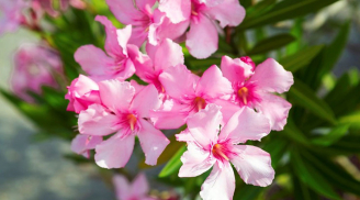 5 loại hoa đẹp nhưng rất độc, tuyệt đối không nên bày trong nhà