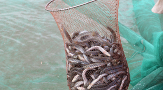 Loại cá xưa ít người ăn, giờ thành đặc sản bán ra 150.000 đồng/kg không có mà mua