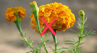 3 loại hoa để trên bàn thờ là mất lộc, gia chủ nhất định phải tránh