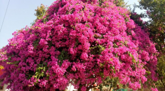 Hòa thứ gia vị này vào nước: 10 ngày tưới 1 lần hoa giấy hết sạch vàng lá, hoa nở rực rỡ quanh năm