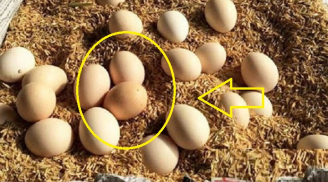 Mua trứng về đừng vội bỏ vào tủ lạnh: Học theo cách người Nhật bảo quản trứng cả năm không lo hỏng