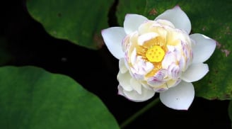 2 biểu hiện của người sống khôn khéo, người khác muốn ghét cũng không ghét nổi