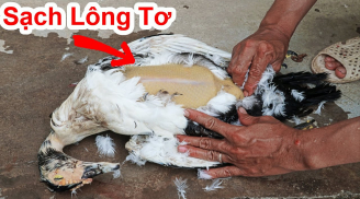 Cứ vò nắm lá này thả vào chậu nước: Nhổ lông vịt siêu nhanh, không dính một cọng lông măng