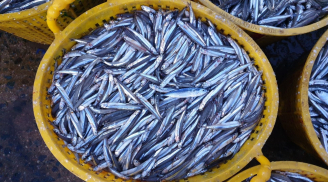 Kinh nghiệm người bán cá: Đi chợ thấy 7 loại cá này nên mua ngay, cá tự nhiên, thịt ngọt lại giàu dinh dưỡng