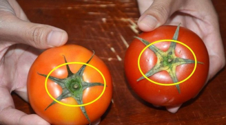 Mua cà chua nên chọn loại 5 cánh hay 6 cánh: Nhiều người không biết tưởng chúng giống nhau, suốt đời chọn sai