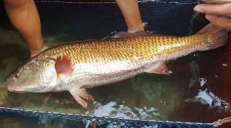 Loài cá đắt bậc nhất Việt Nam, trong bụng chứa 1 thứ rất quý hiếm được định giá tiền tỷ