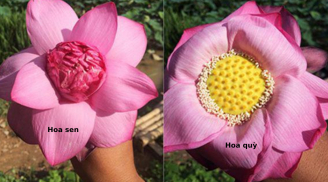 Hoa sen và hoa quỳ giống nhau y đúc, đây là cách phân biệt để tránh mua nhầm
